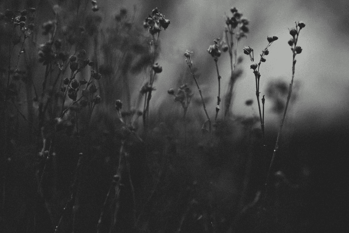 Garden Out of Ashes